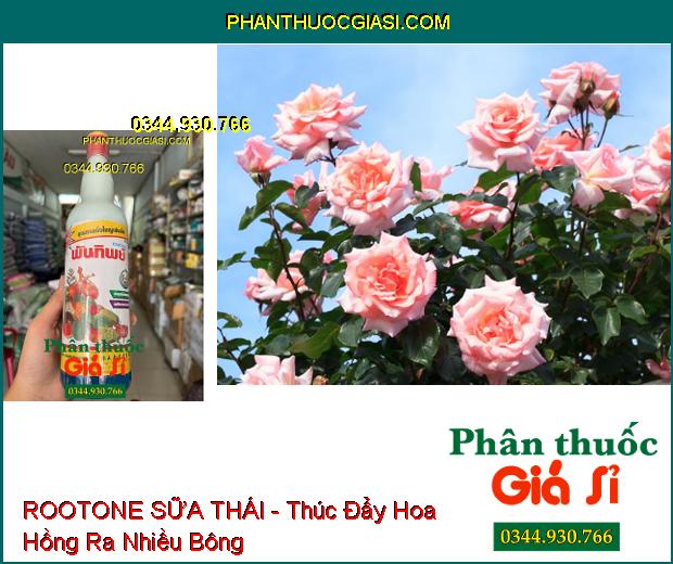 ROOTONE SỮA THÁI - Điều Hòa Sinh Trưởng Cho Cây Trồng- Bổ Sung Vi Lượng