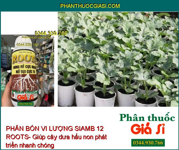 PHÂN BÓN VI LƯỢNG SIAMB 12 ROOTS