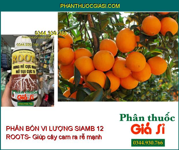 PHÂN BÓN VI LƯỢNG SIAMB 12 ROOTS