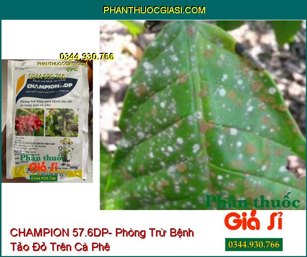 CHAMPION 57.6DP- Phòng Trừ Hiệu Quả Bệnh Tảo Đỏ Và Rụng Quả Cà Phê