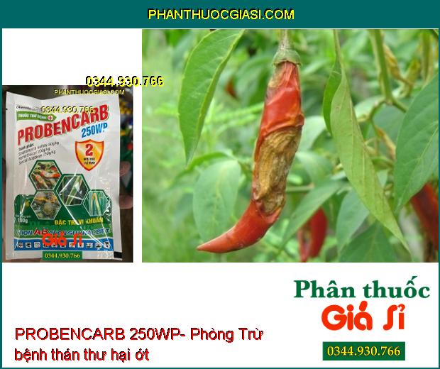 THUỐC TRỪ BỆNH PROBENCARB 250WP