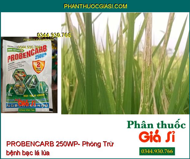 THUỐC TRỪ BỆNH PROBENCARB 250WP