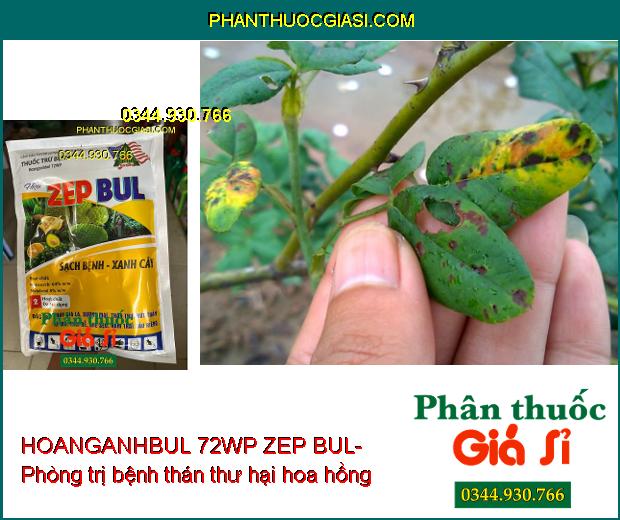 THUỐC TRỪ BỆNH HOANGANHBUL 72WP ZEP BUL