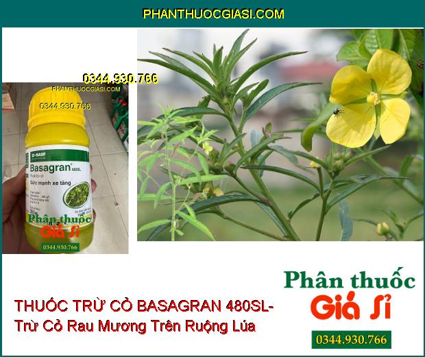 THUỐC TRỪ CỎ BASAGRAN 480SL- Trừ Cỏ Lá Rộng Trên Ruộng Lúa