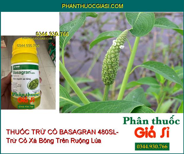 THUỐC TRỪ CỎ BASAGRAN 480SL- Trừ Cỏ Lá Rộng Trên Ruộng Lúa