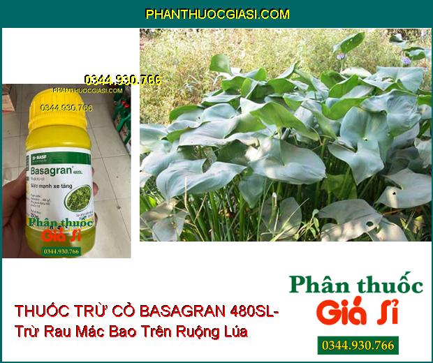 THUỐC TRỪ CỎ BASAGRAN 480SL- Trừ Cỏ Lá Rộng Trên Ruộng Lúa