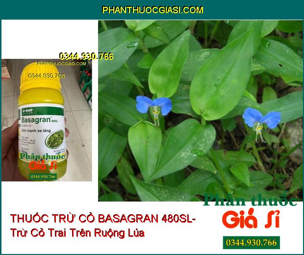 THUỐC TRỪ CỎ BASAGRAN 480SL- Trừ Cỏ Lá Rộng Trên Ruộng Lúa