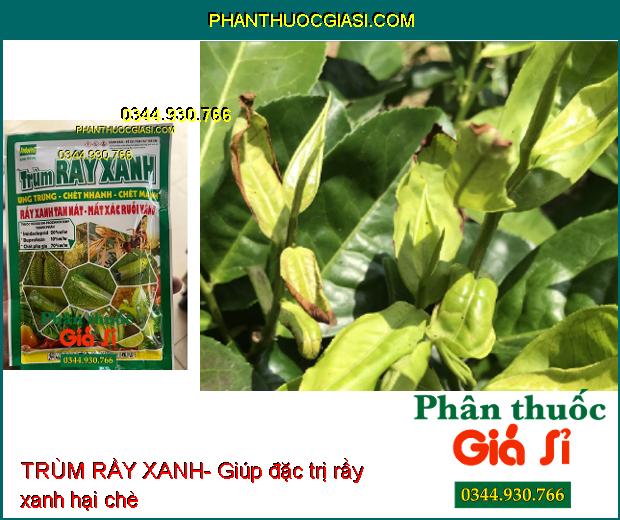 TRÙM RẦY XANH