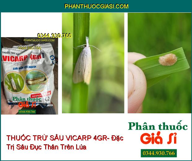 THUỐC TRỪ SÂU VICARP 4GR- Đặc Trị Sâu Đục Thân Trên Lúa