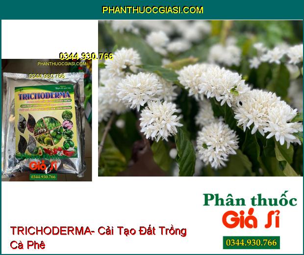 TRICHODERMA- Phòng Ngừa Nấm Bệnh Và Tuyến Trùng