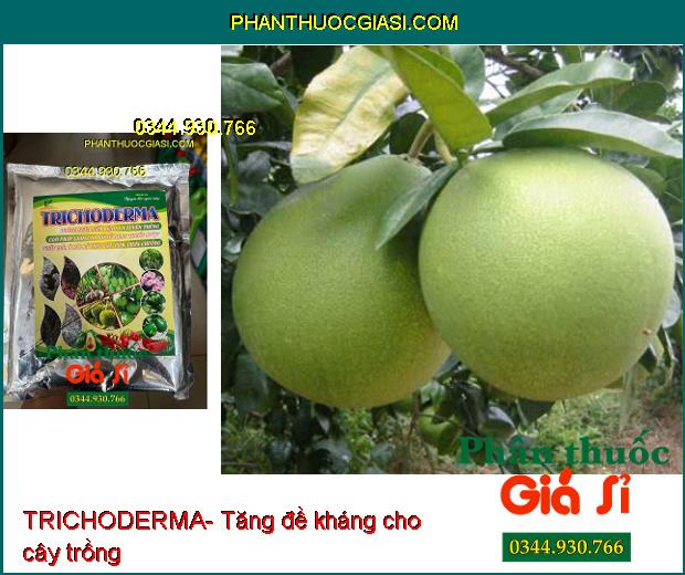 TRICHODERMA- Phòng Ngừa Nấm Bệnh Và Tuyến Trùng