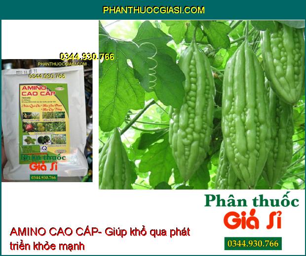 AMINO CAO CẤP