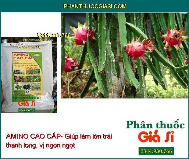 AMINO CAO CẤP