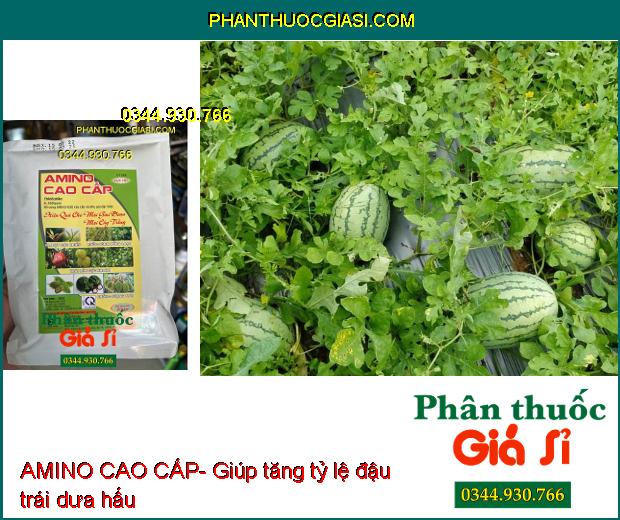 AMINO CAO CẤP