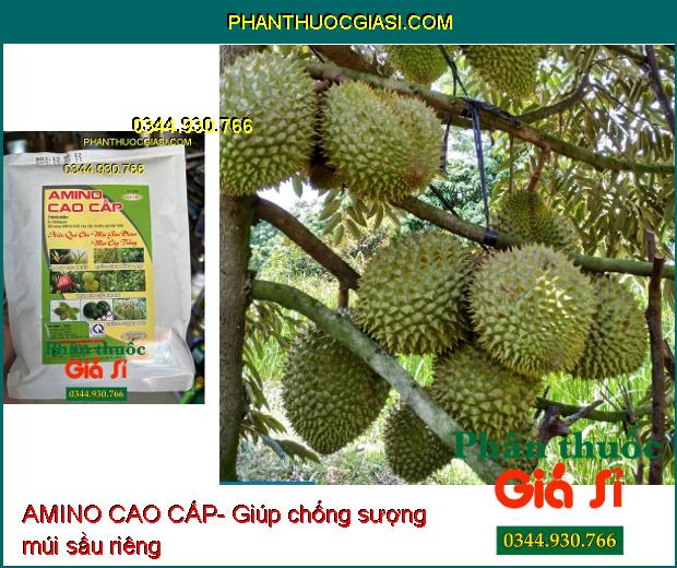 AMINO CAO CẤP