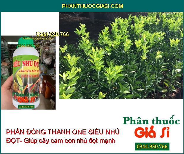 PHÂN ĐỒNG THANH ONE SIÊU NHÚ ĐỌT