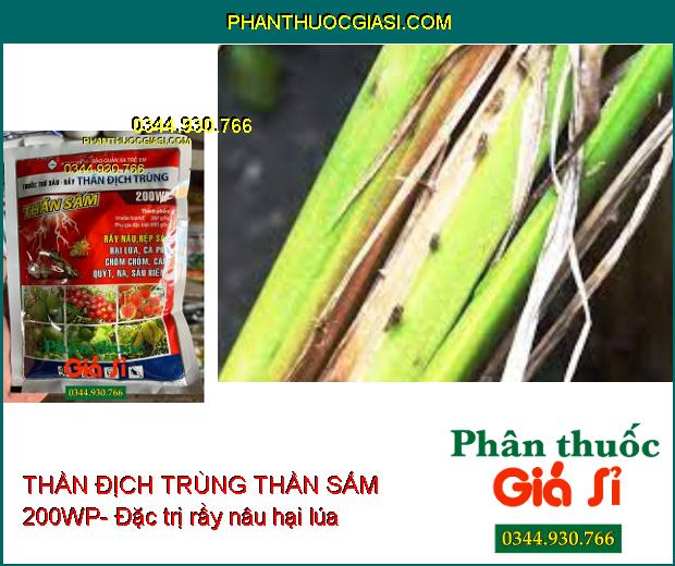 THẦN ĐỊCH TRÙNG THẦN SẤM 200WP