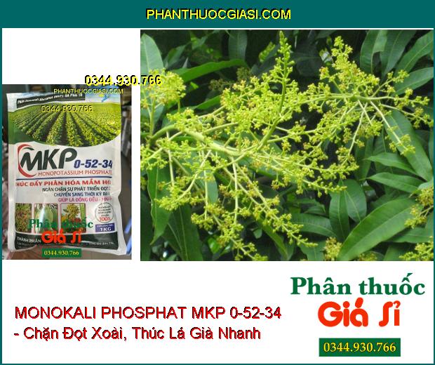 MONOKALI PHOSPHAT MKP 0-52-34 - Chặn Đọt- Thúc Đẩy Phân Hóa Mầm Hoa