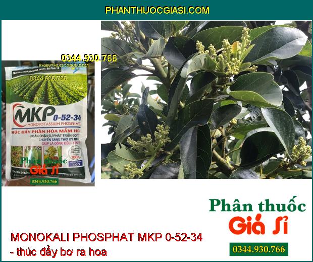 MONOKALI PHOSPHAT MKP 0-52-34 - Chặn Đọt- Thúc Đẩy Phân Hóa Mầm Hoa