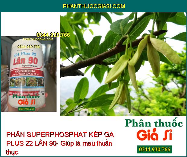 PHÂN SUPERPHOSPHAT KÉP GA PLUS 22 LÂN 90