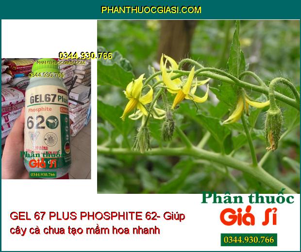 GEL 67 PLUS PHOSPHITE 62