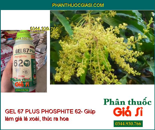 GEL 67 PLUS PHOSPHITE 62