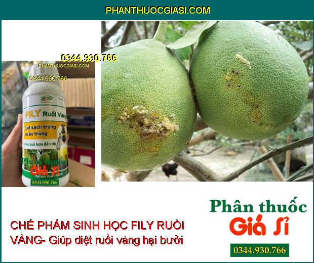 CHẾ PHẨM SINH HỌC FILY RUỒI VÀNG