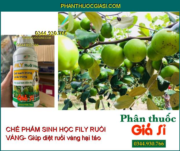 CHẾ PHẨM SINH HỌC FILY RUỒI VÀNG