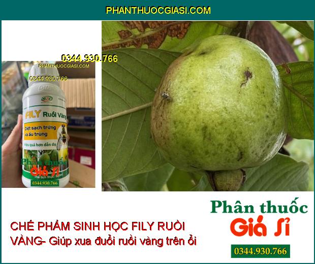 CHẾ PHẨM SINH HỌC FILY RUỒI VÀNG