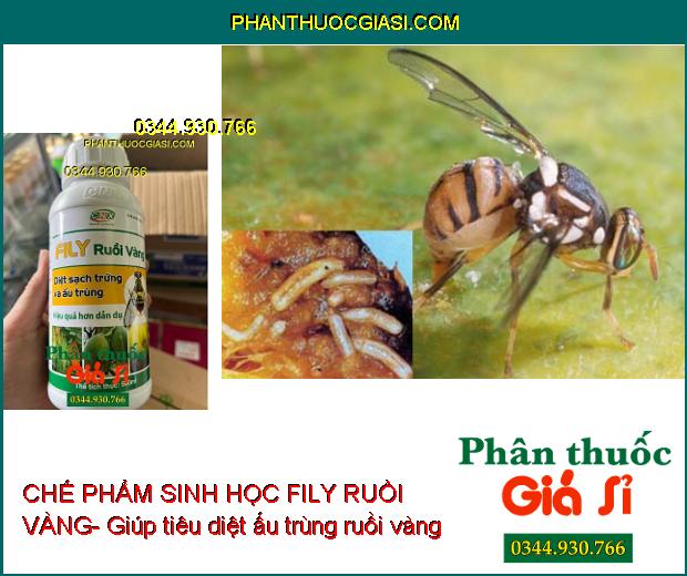 CHẾ PHẨM SINH HỌC FILY RUỒI VÀNG