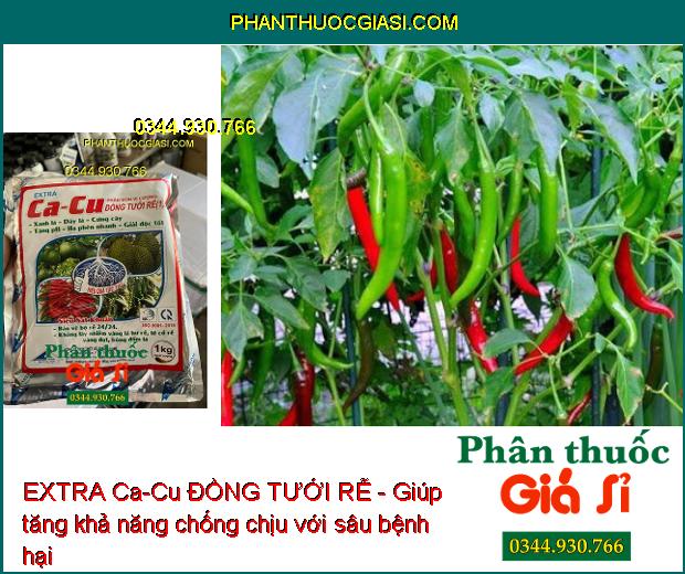 EXTRA Ca-Cu ĐỒNG TƯỚI RỄ