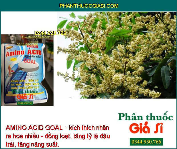 AMINO ACID GOAL – Xanh Cây- Tốt Lá- Ra Hoa- Đậu Trái- Nuôi Trái Liên Tục