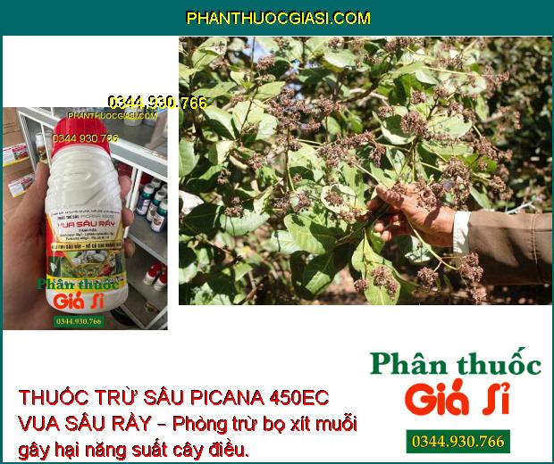 THUỐC TRỪ SÂU PICANA 450EC VUA SÂU RẦY – Phòng Trừ Các Loại Sâu- Rầy Gây Hại