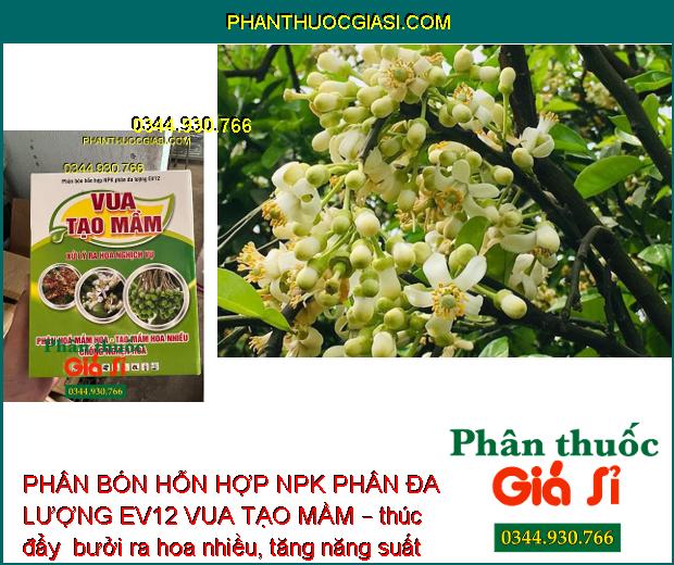 PHÂN BÓN HỖN HỢP NPK PHÂN ĐA LƯỢNG EV12 VUA TẠO MẦM – Phân Hóa Mầm Hoa- Xử Lý Ra Hoa Nghịch Vụ