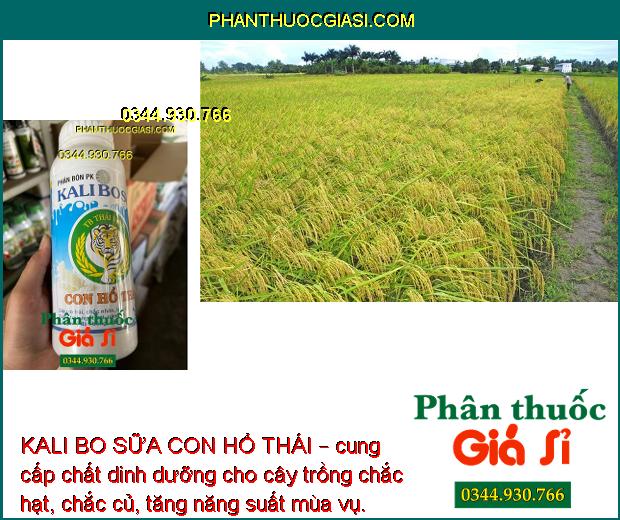 PHÂN BÓN PK KALI BO SỮA TB THÁI VIỆT CON HỔ THÁI – Chắc Nhân - Chắc Hạt - To Trái - Lớn Củ