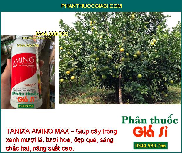 TANIXA AMINO MAX – Xanh Lá - Hoa Đẹp - Quả Sáng