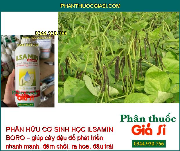 PHÂN HỮU CƠ SINH HỌC ILSAMIN BORO – Tăng Chất Lượng Quả Đậu- Giảm Mắc Sâu Bệnh