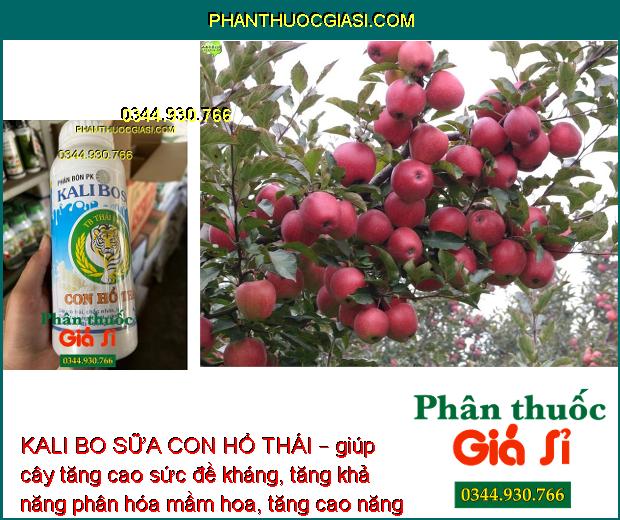 PHÂN BÓN PK KALI BO SỮA TB THÁI VIỆT CON HỔ THÁI – Chắc Nhân - Chắc Hạt - To Trái - Lớn Củ