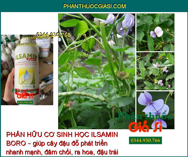 PHÂN HỮU CƠ SINH HỌC ILSAMIN BORO – Tăng Chất Lượng Quả Đậu- Giảm Mắc Sâu Bệnh