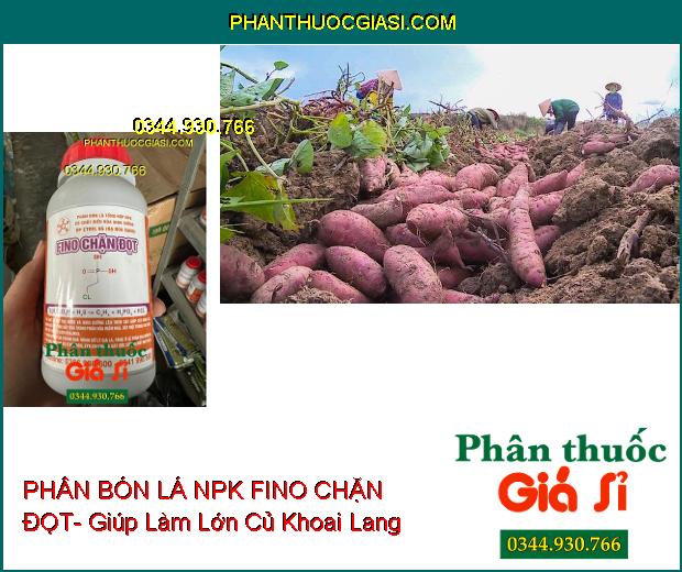 Sử dụng PHÂN BÓN LÁ NPK FINO CHẶN ĐỌT giúp chặn đọt khoai lang, tăng khả năng tạo củ và làm lớn củ khoai lang.