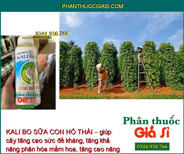 PHÂN BÓN PK KALI BO SỮA TB THÁI VIỆT CON HỔ THÁI – Chắc Nhân - Chắc Hạt - To Trái - Lớn Củ