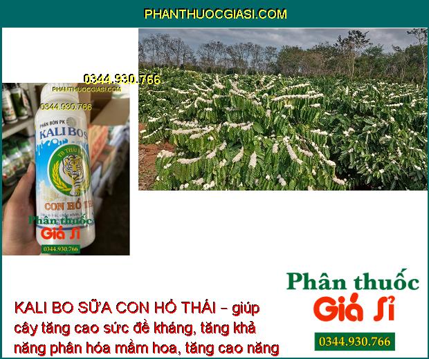 PHÂN BÓN PK KALI BO SỮA TB THÁI VIỆT CON HỔ THÁI – Chắc Nhân - Chắc Hạt - To Trái - Lớn Củ