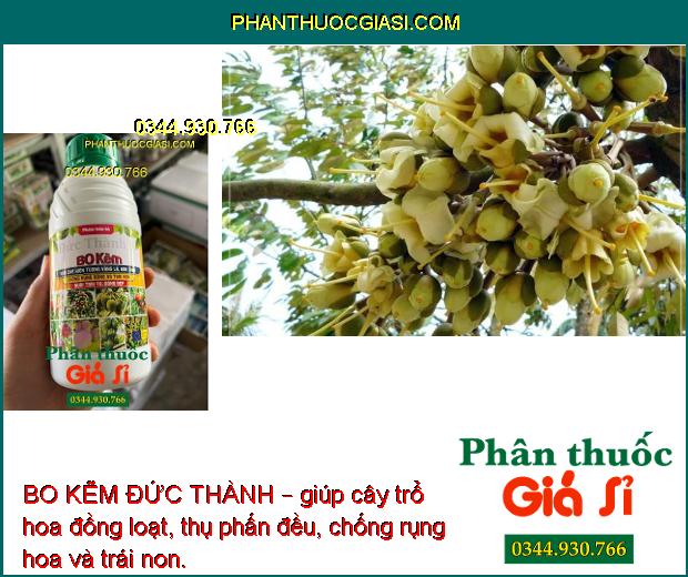 BO KẼM ĐỨC THÀNH – Chống Rụng Hoa - Thụ Phấn Đều - Nuôi Trái To 