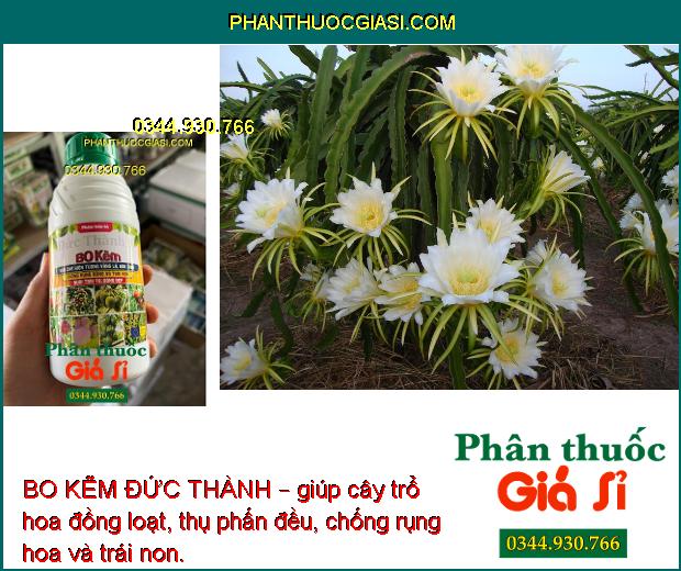 BO KẼM ĐỨC THÀNH – Chống Rụng Hoa - Thụ Phấn Đều - Nuôi Trái To 