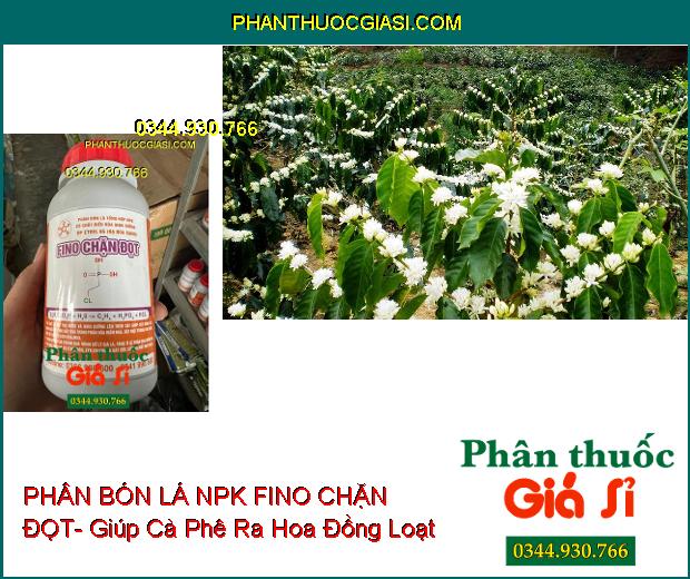 Sử dụng PHÂN BÓN LÁ NPK FINO CHẶN ĐỌT giúp kích thích cây cà phê ra hoa đồng loạt.