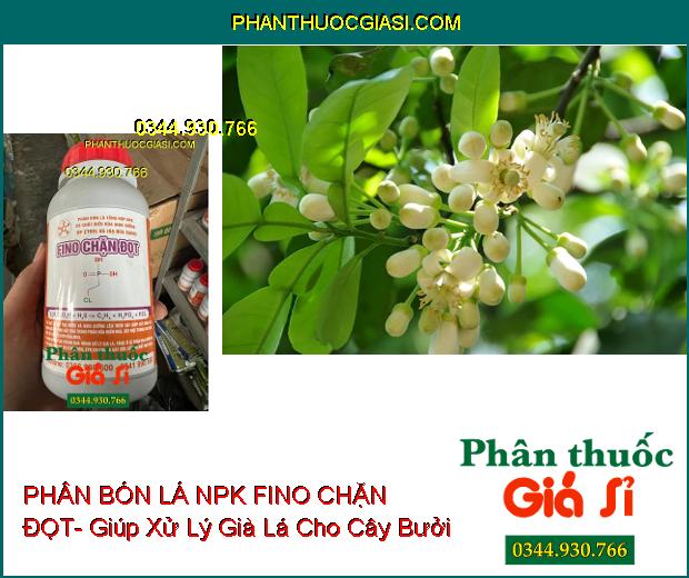 Sử dụng PHÂN BÓN LÁ NPK FINO CHẶN ĐỌT giúp làm già lá nhanh, phân hóa mầm hoa mạnh trên cây bưởi.