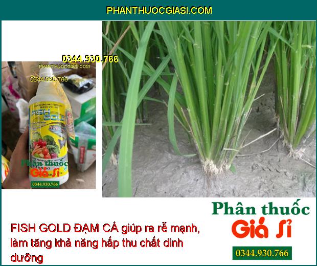 Sử dụng FISH GOLD ĐẠM CÁ giúp ra rễ mạnh, làm tăng khả năng hấp thu các chất dinh dưỡng giúp cây phát triển tốt