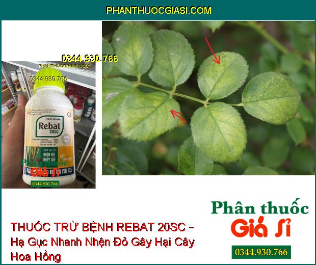 THUỐC TRỪ BỆNH REBAT 20SC – Đặc Trị - Hạ Gục Nhanh Các Loại Nhện Gié, Nhện Đỏ, Bọ Xít, Muỗi