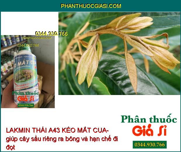 LAKMIN THÁI A43 KÉO MẮT CUA- Kích Mắt Cua- Ra Hoa Đồng Loạt- Hạn Chế Nứt Trái