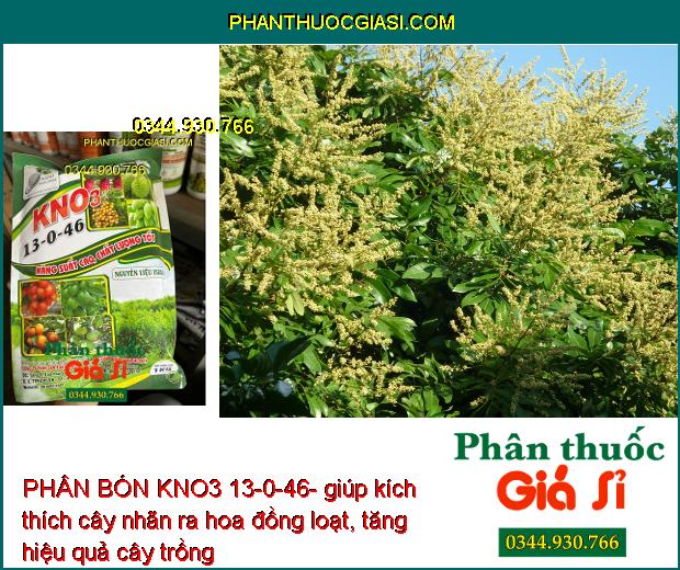 PHÂN BÓN KNO3 13-0-46- Ra Hoa Sớm- Tăng Kích Thước Trái- Tăng Độ Ngọt